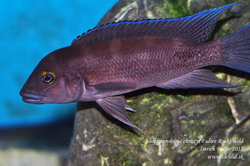 Neolamprologus christyi 'Fulwe Rocks'